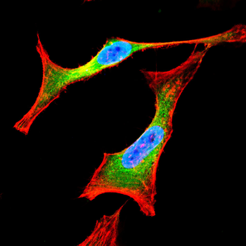NEDD4 Antibody