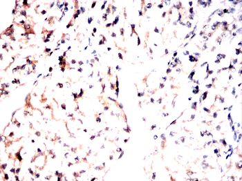 NEDD4 Antibody