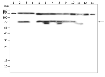 TFRC Antibody