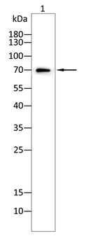 TFRC Antibody