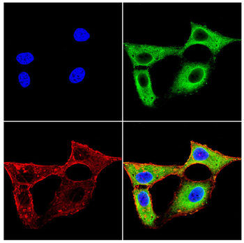IDO1 Antibody