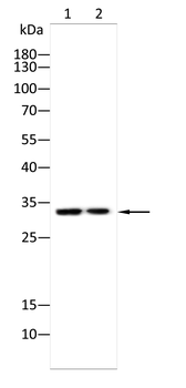 DAZL Antibody