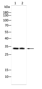 DAZL Antibody