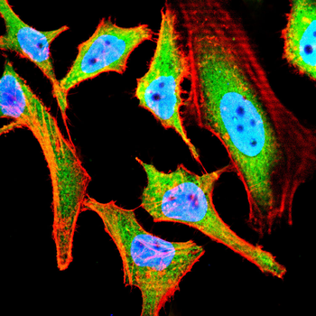 BIN1 Antibody