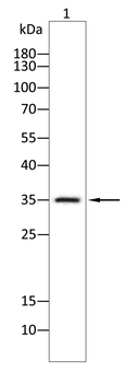 MSI2 Antibody