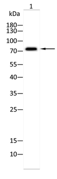FOXP4 Antibody