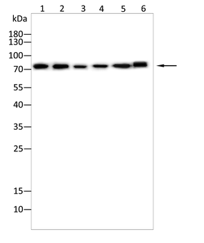 FOXP4 Antibody
