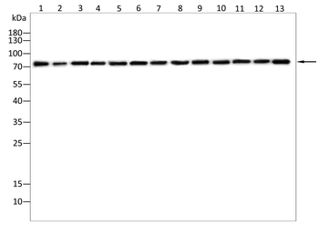 FOXP4 Antibody