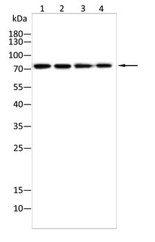 FOXP4 Antibody