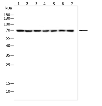 C5 Antibody