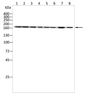 GRIN2A Antibody