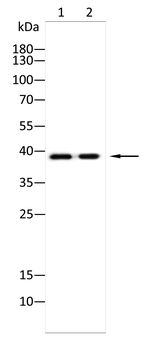 TBP Antibody