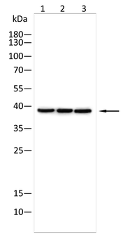 TBP Antibody