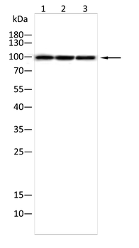 GABBR1 Antibody