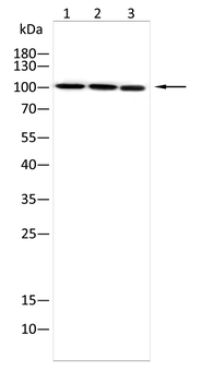 GABBR1 Antibody