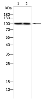 ACTN1 Antibody