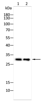 CALB1 Antibody