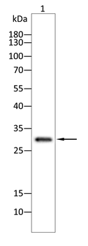 CALB1 Antibody