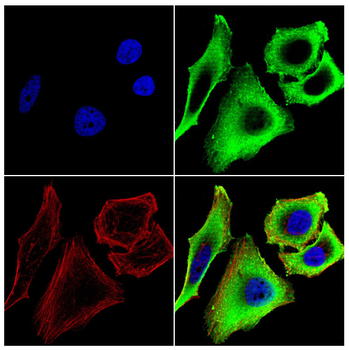 KLC1 Antibody