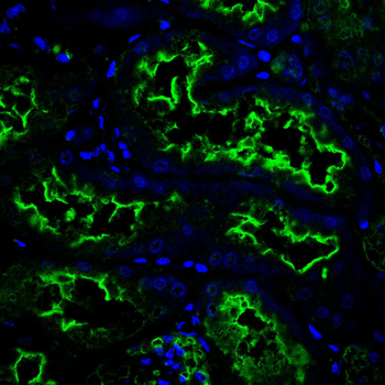 KLC1 Antibody