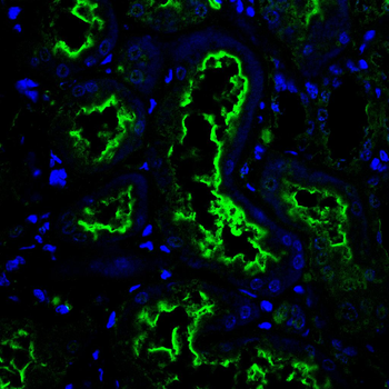 KLC1 Antibody