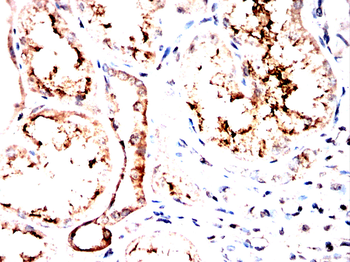 KLC1 Antibody