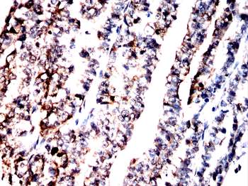 KLC1 Antibody