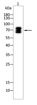 KLC1 Antibody