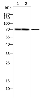 KLC1 Antibody
