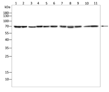 KLC1 Antibody