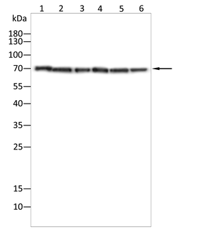 KLC1 Antibody
