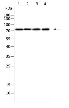 PHACTR1 Antibody