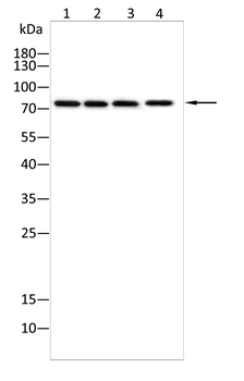 PHACTR1 Antibody