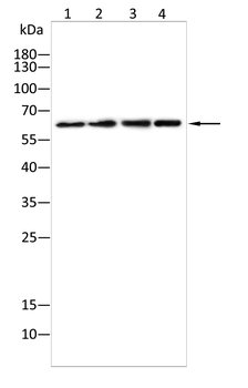 PHACTR1 Antibody