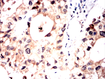 EEF1D Antibody