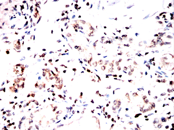 EEF1D Antibody