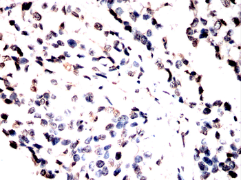 EEF1D Antibody