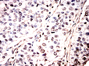 EEF1D Antibody