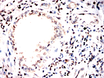 EEF1D Antibody