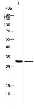 EEF1D Antibody
