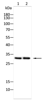 EEF1D Antibody