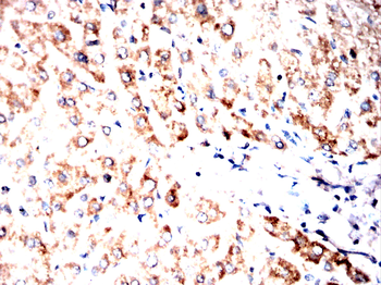 GRIN2B Antibody