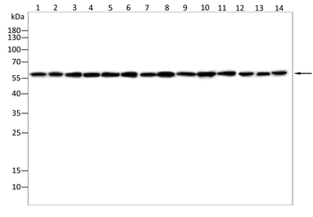 PRAME Antibody
