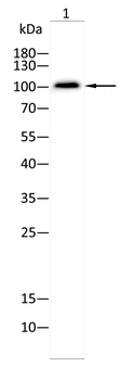 ENPP1 Antibody
