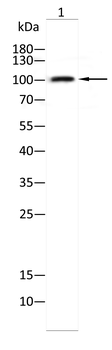 ENPP1 Antibody