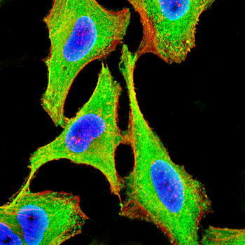 ENPP1 Antibody