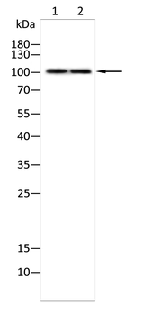 ENPP1 Antibody