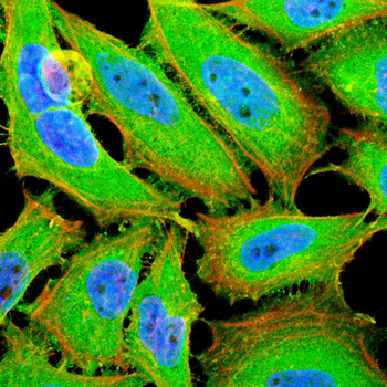 GAPDH Antibody
