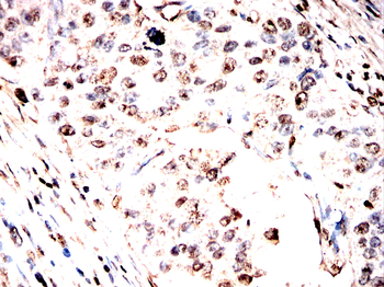 GAPDH Antibody