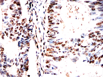 GAPDH Antibody